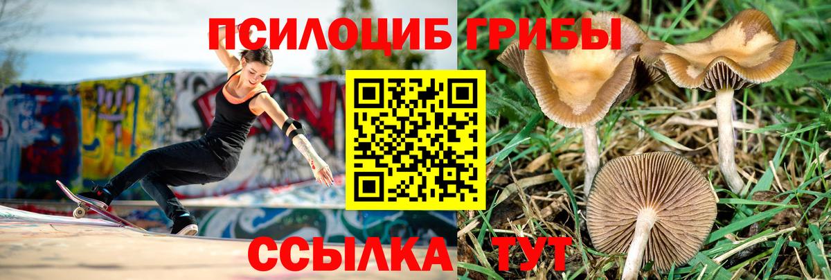 Галлюциногенные грибы мицелий  Вход с VPN  Зерноград 